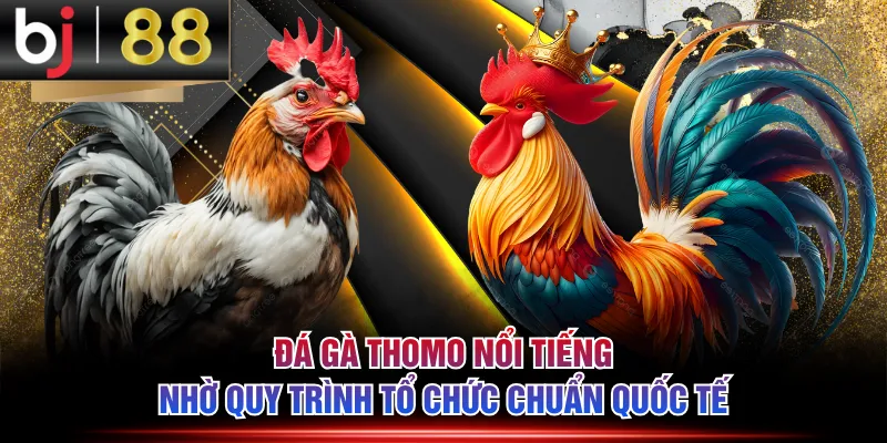 Đá gà Thomo nổi tiếng nhờ quy trình tổ chức chuẩn quốc tế